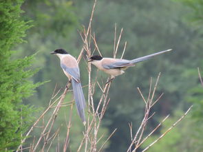 羽鸟澄香是否有别名？