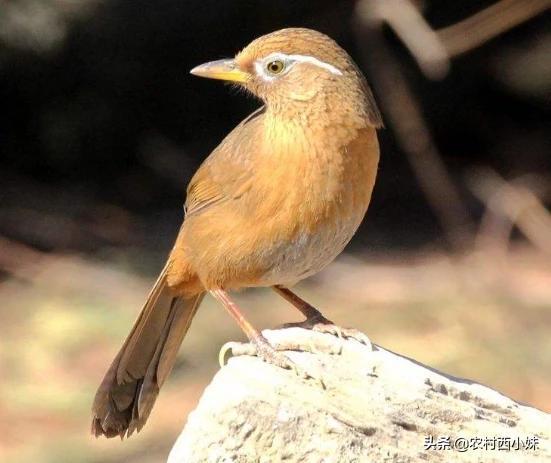 羽鸟澄香是否有别名？