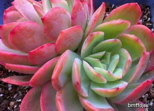 绮罗层：神秘结构大起底