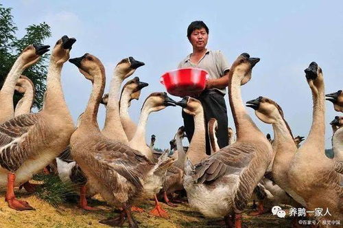 “《鹅鸭杀》游戏中，加拿大鹅职业有何独特之处？”