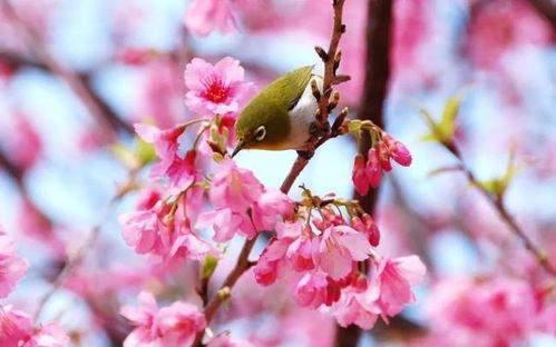 春分时节桃花绽放
