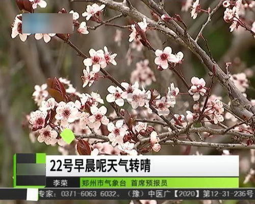 春分时节桃花绽放