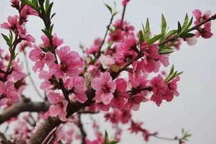 春分时节桃花绽放