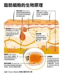 纽仕康脂肪燃烧弹：效果真的那么神奇吗？