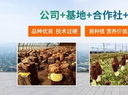 贵州贵阳市华鑫农业：桑黄种植真实性获证实