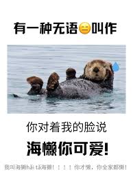 海懒与海獭：同种动物还是形异习殊？一文解析二者区别