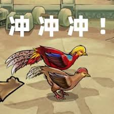 斗鸡场秘籍大公开：高手独家操作技巧与心得分享