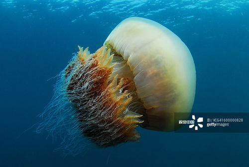 深海水母的饮食习性