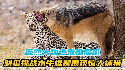 大型猫科动物的‘大猫’昵称与犬科动物的命名差异