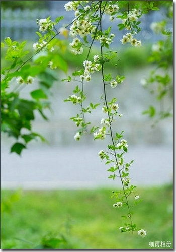 细雨轻抚莲蓬日，清风慢摇杨柳时