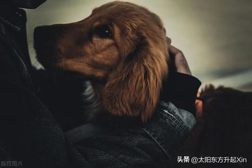 七年未归的狗狗惊喜回归帕拉狗全网首发测评