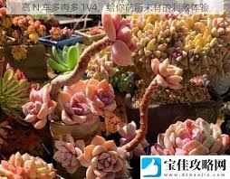 多肉植物高颜值养护秘籍：轻松养出梦幻小森林