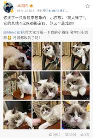 英雄联盟中的可爱猫咪角色：全名大公开