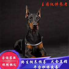 北京顶级博文杜宾犬舍探秘：寻找您的完美伴侣犬