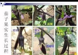常熟茄子门真相，你不可错过的热点事件