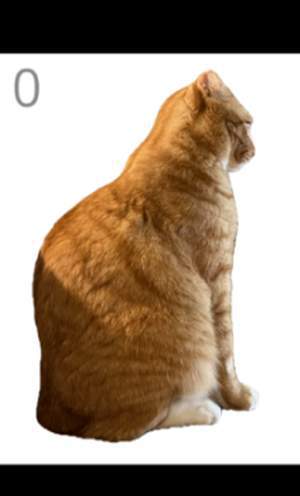 给猫梳毛模拟器移植版