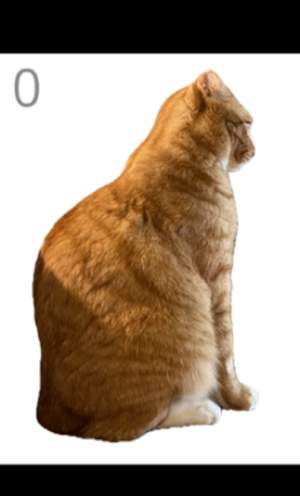 给猫梳毛模拟器存档版